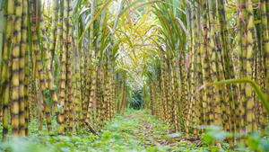 Sugarcane.jpg